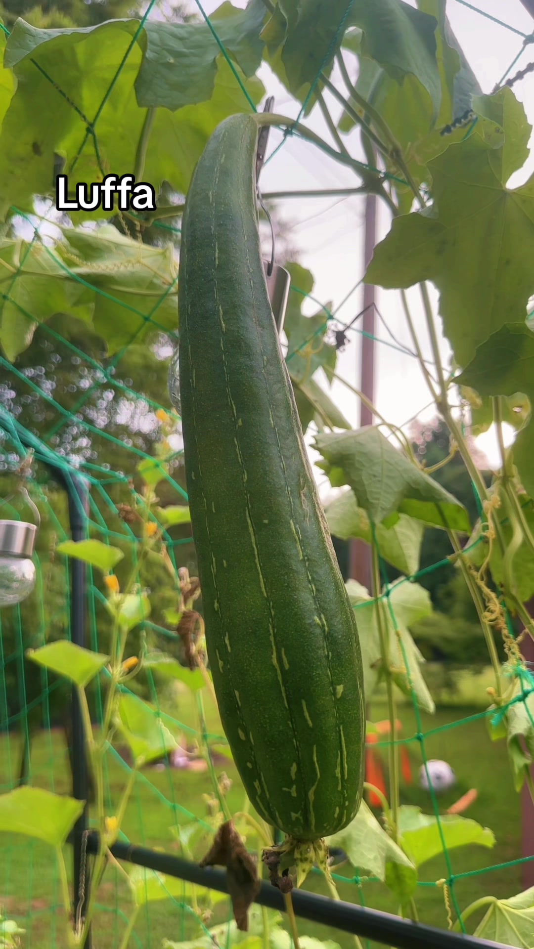 @My Everchanging Garden