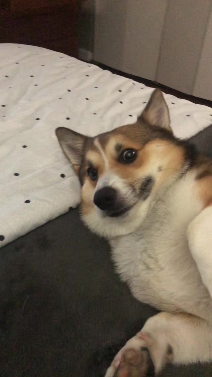 @Ollie The Corgi