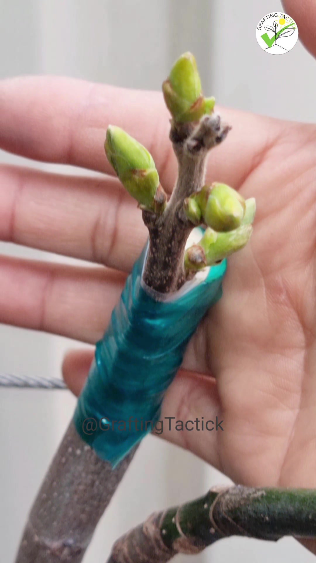 @graftingtactick