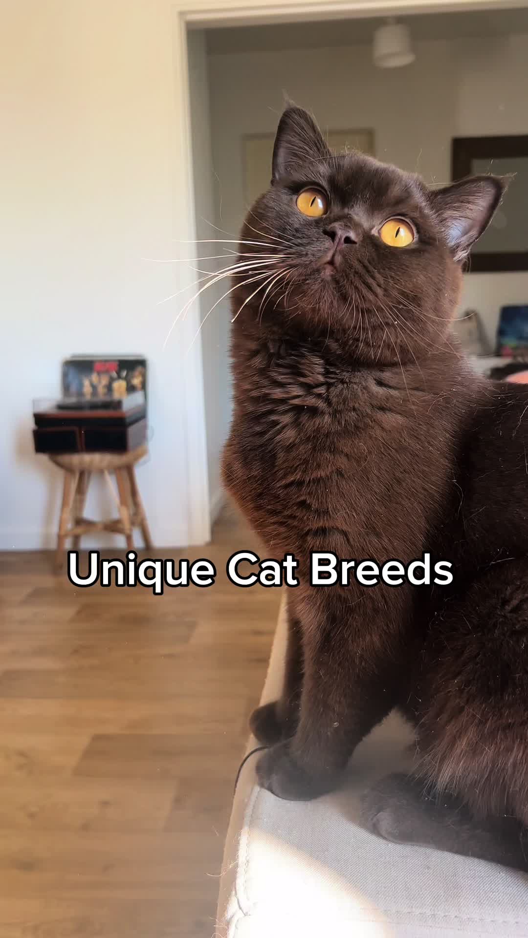 @KittenMitten