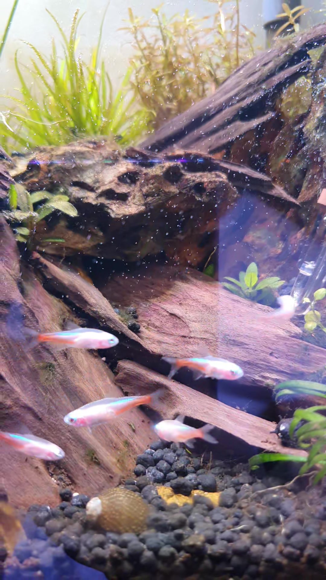 @Ace Aquascape