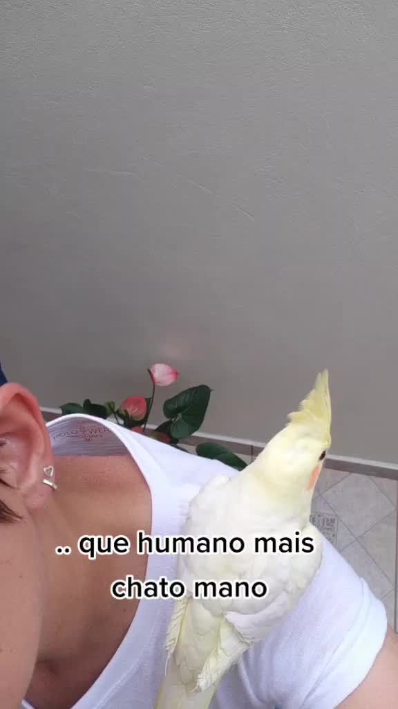 @NarutoCalopsita_Pets