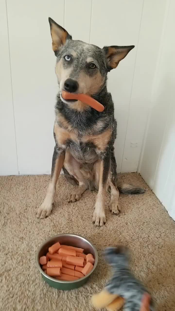 @tiffanysdiamonddogs