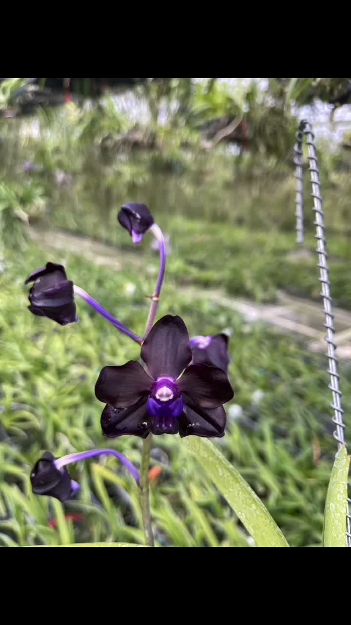 @Motes Orchids
