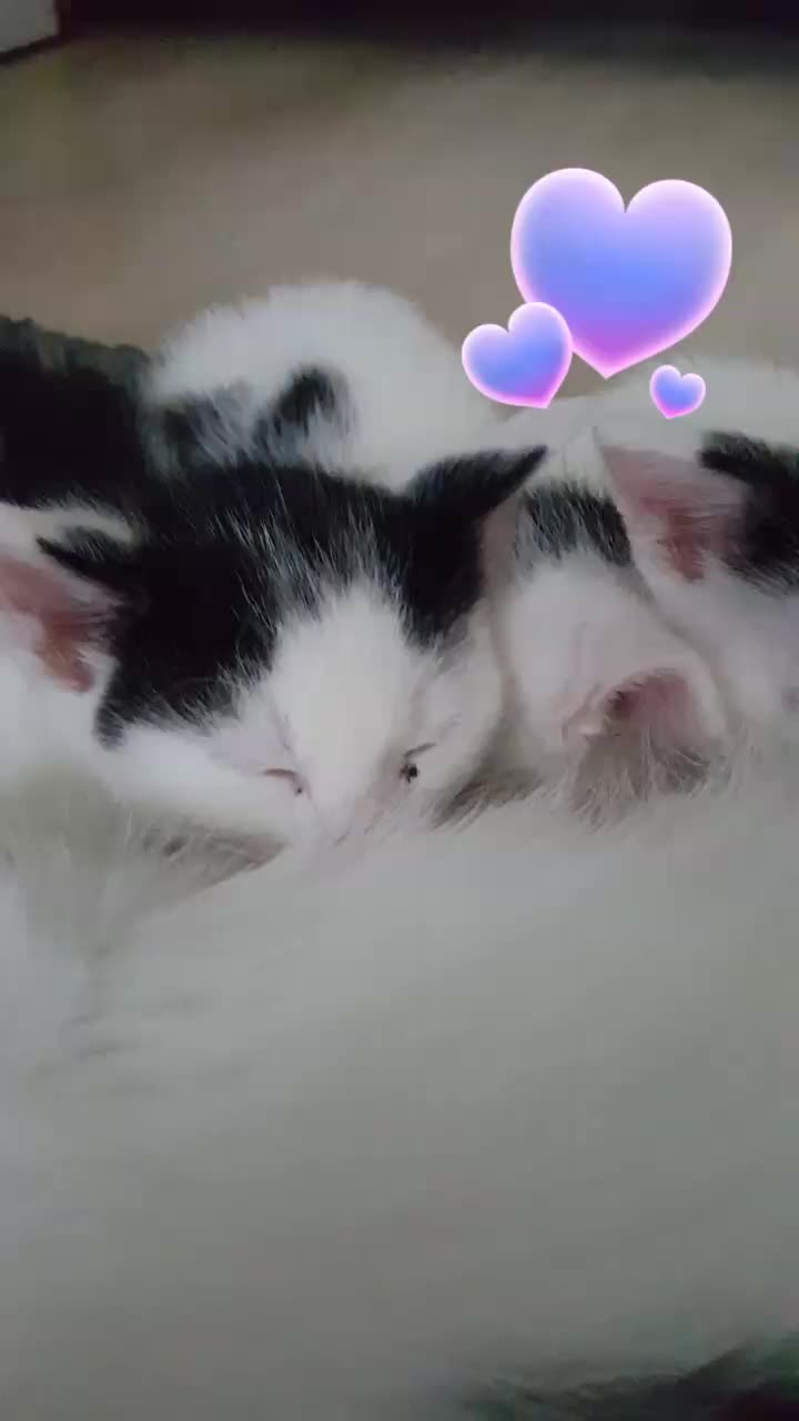 @Dutch Kitten family