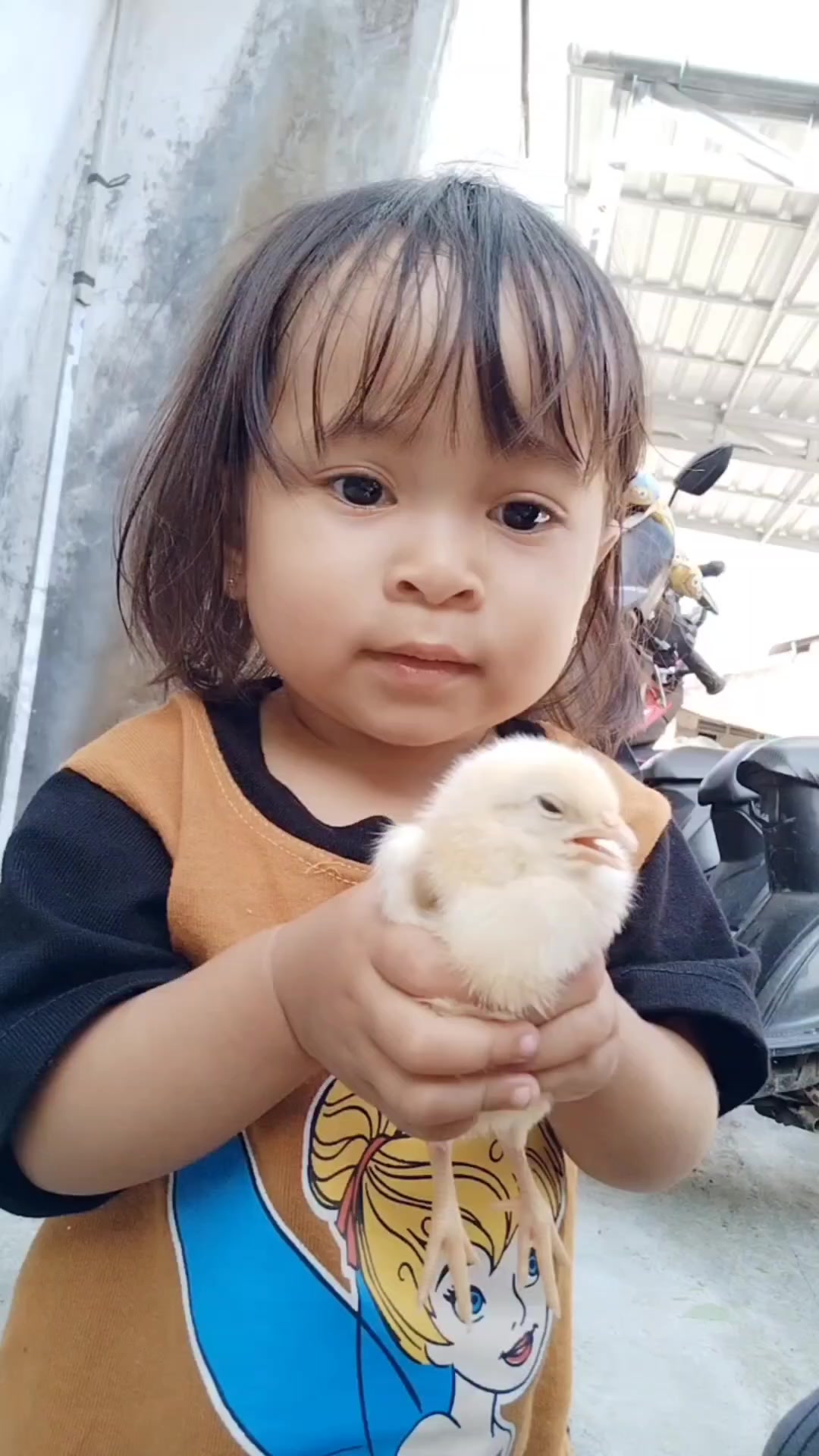 @cimplukan1