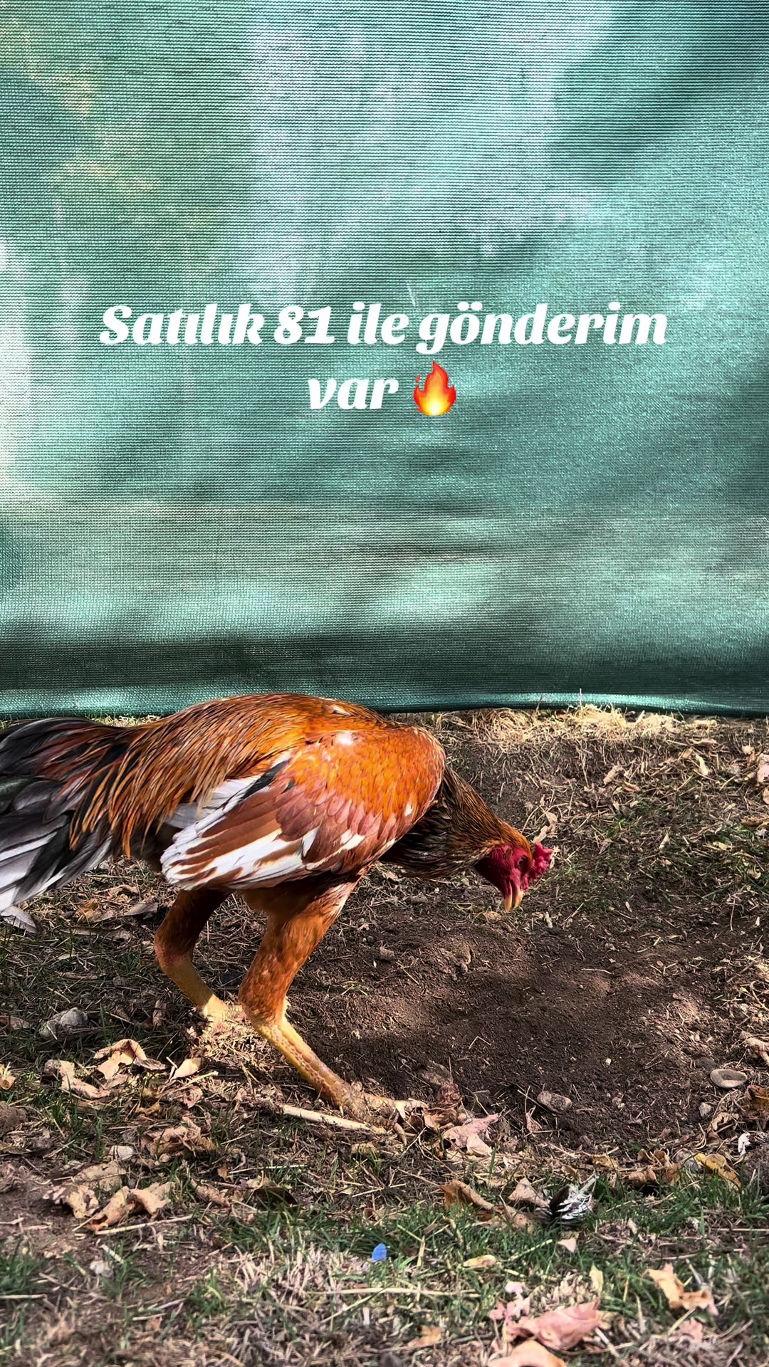 @Sivas Aslanları 🦅