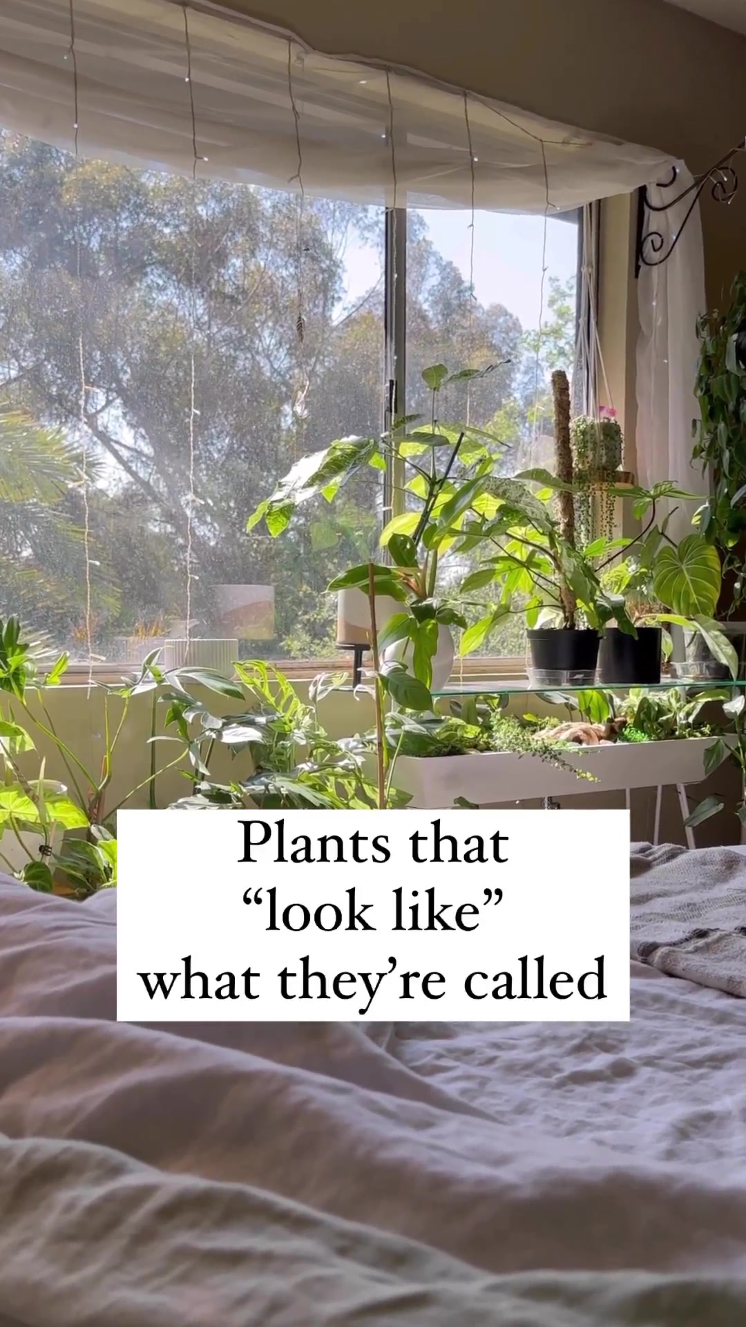 @Plants_it’savibe