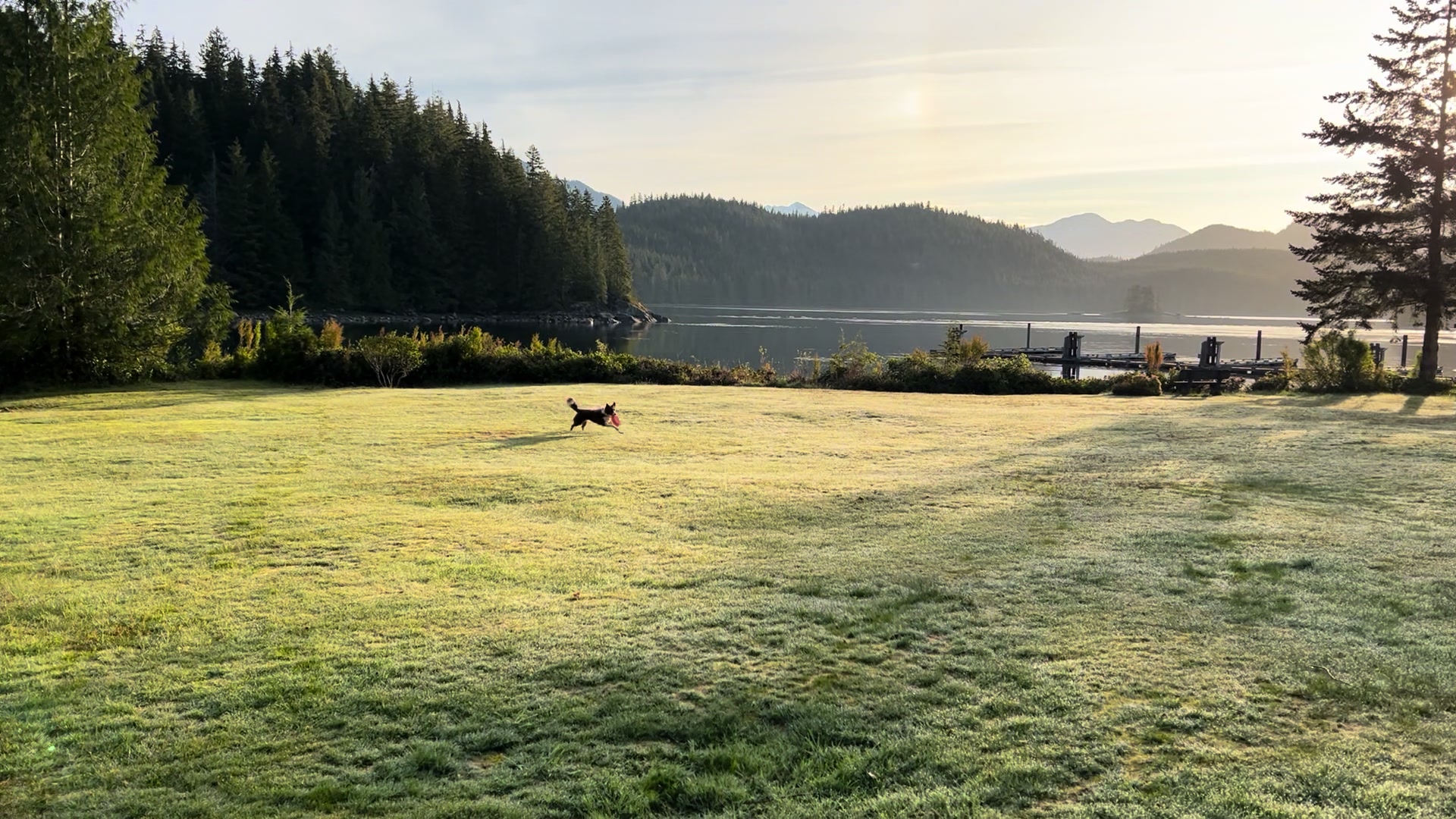@Coastal Collies