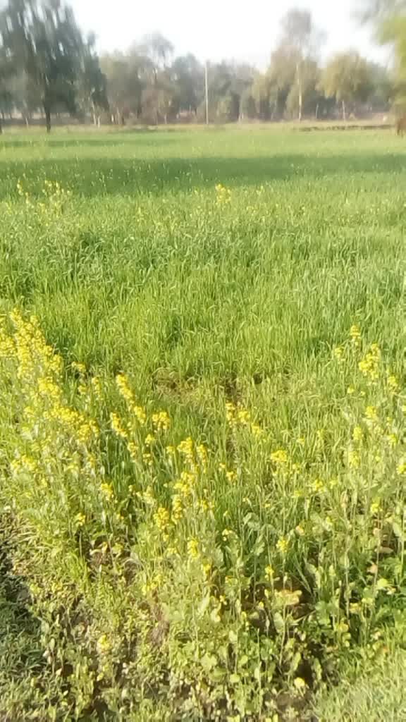 @Sabya Bariha
