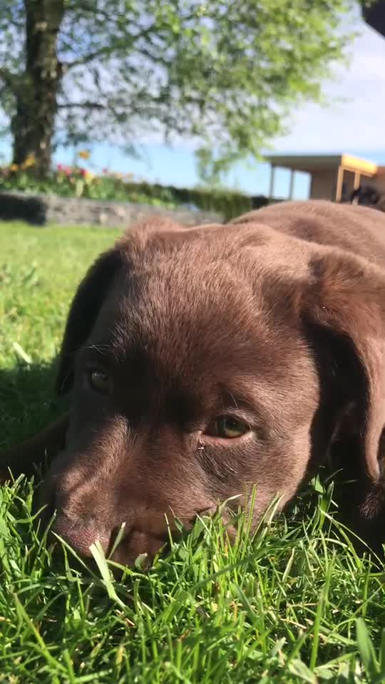 @MoccaChocoalateLab