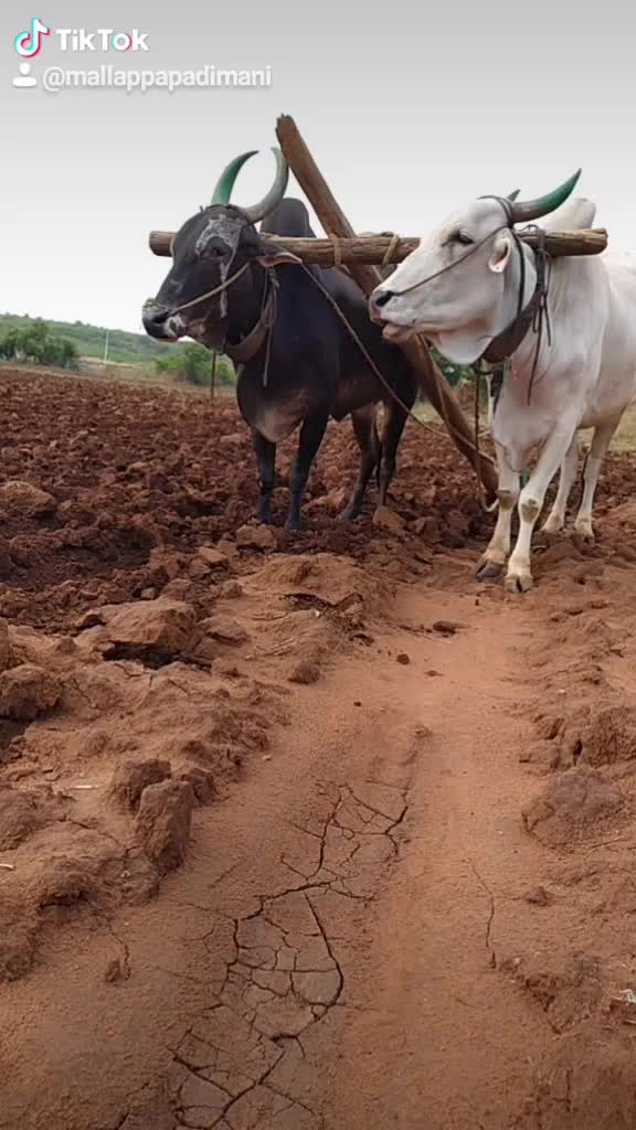 @Mallappa Padimani