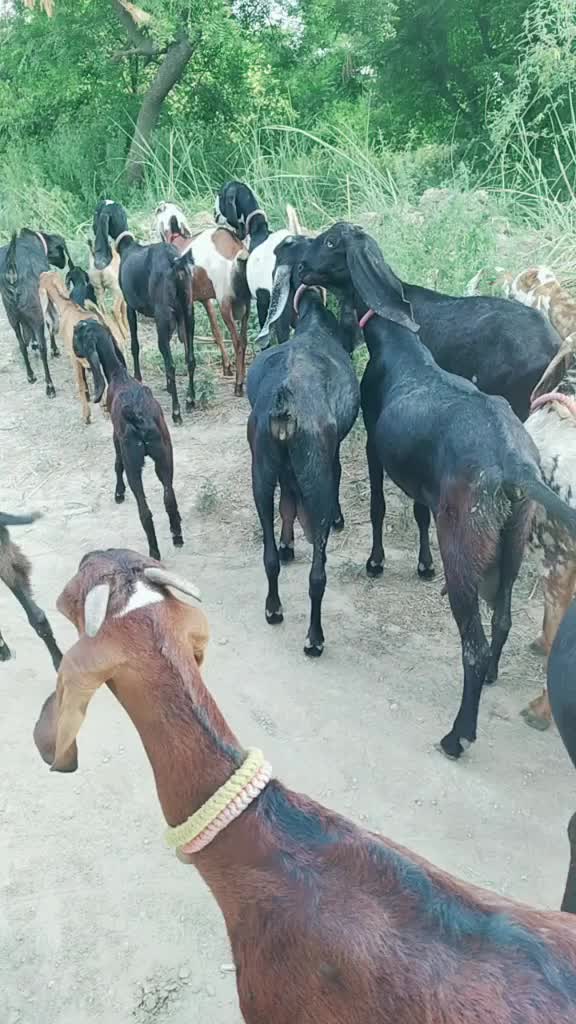 @ਸੱਤਾ ਧਮੋਟ
