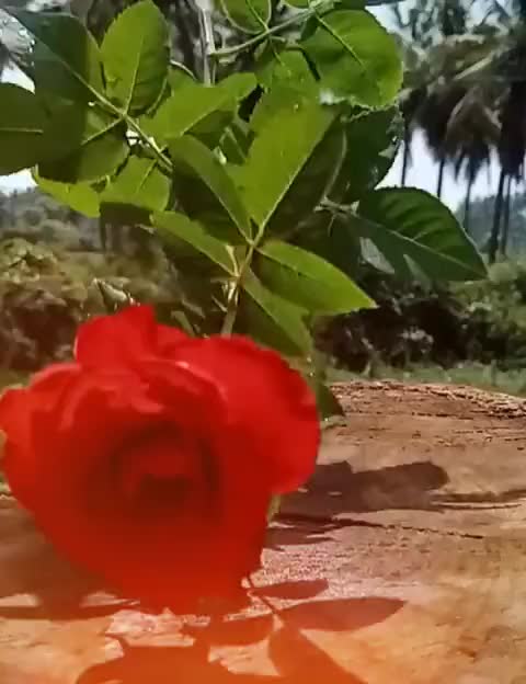 @raj