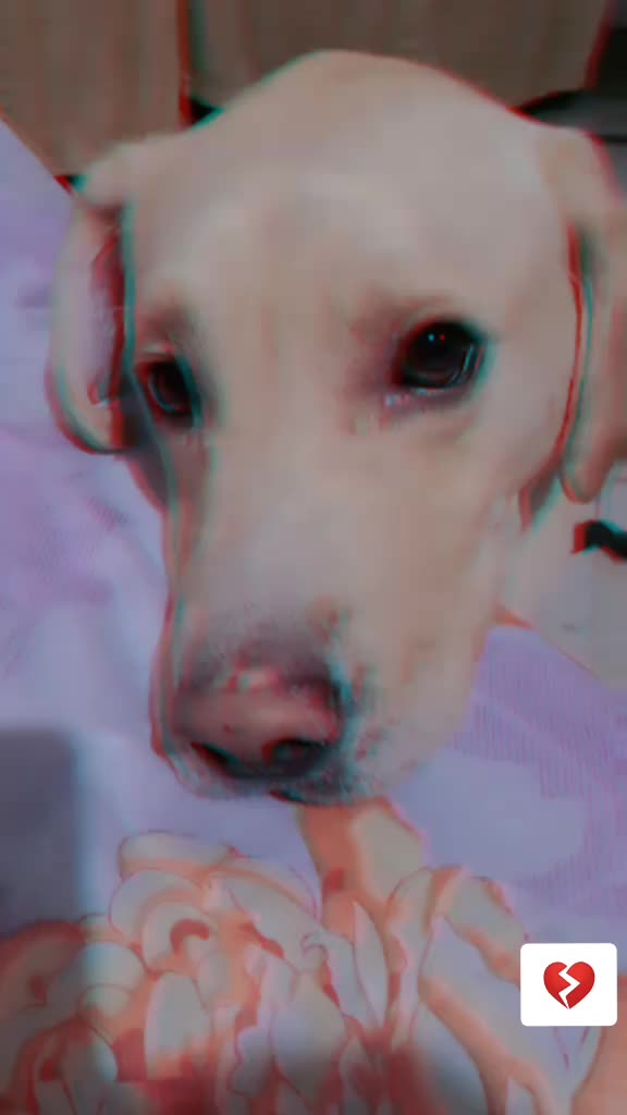 @Cute Doggo 🐶