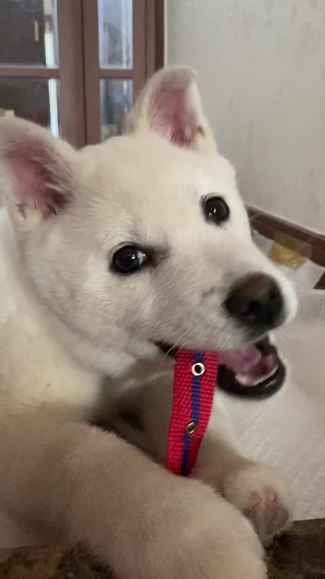 @Cute_Puppy_01
