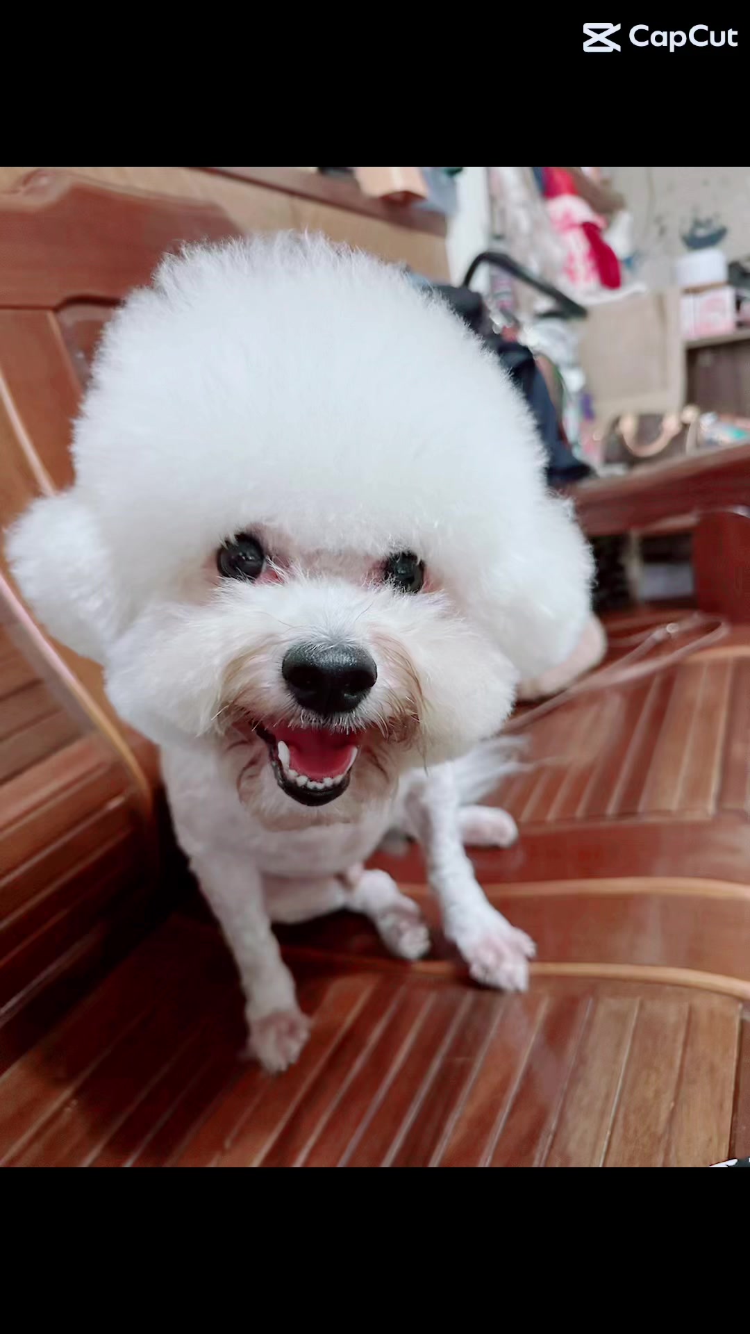 @哈尼