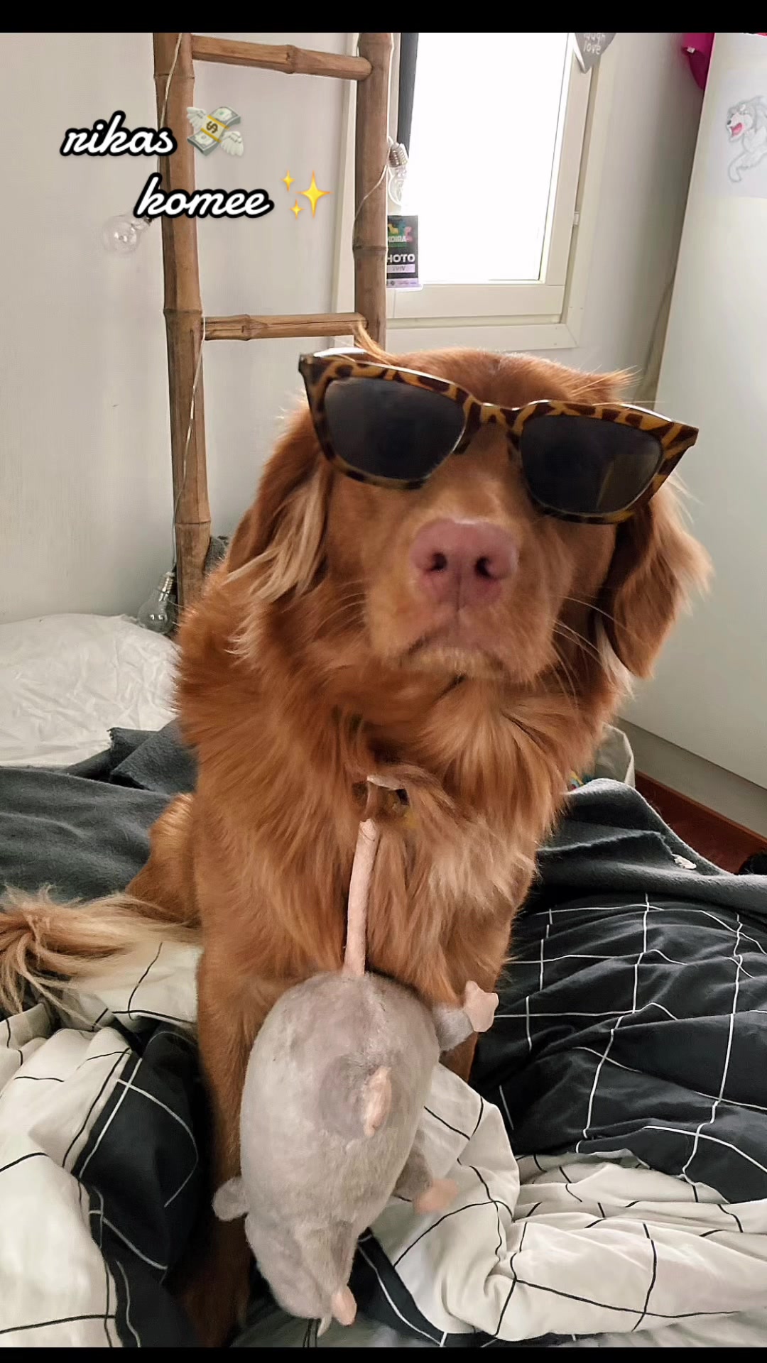 @vainukuonot 🐾