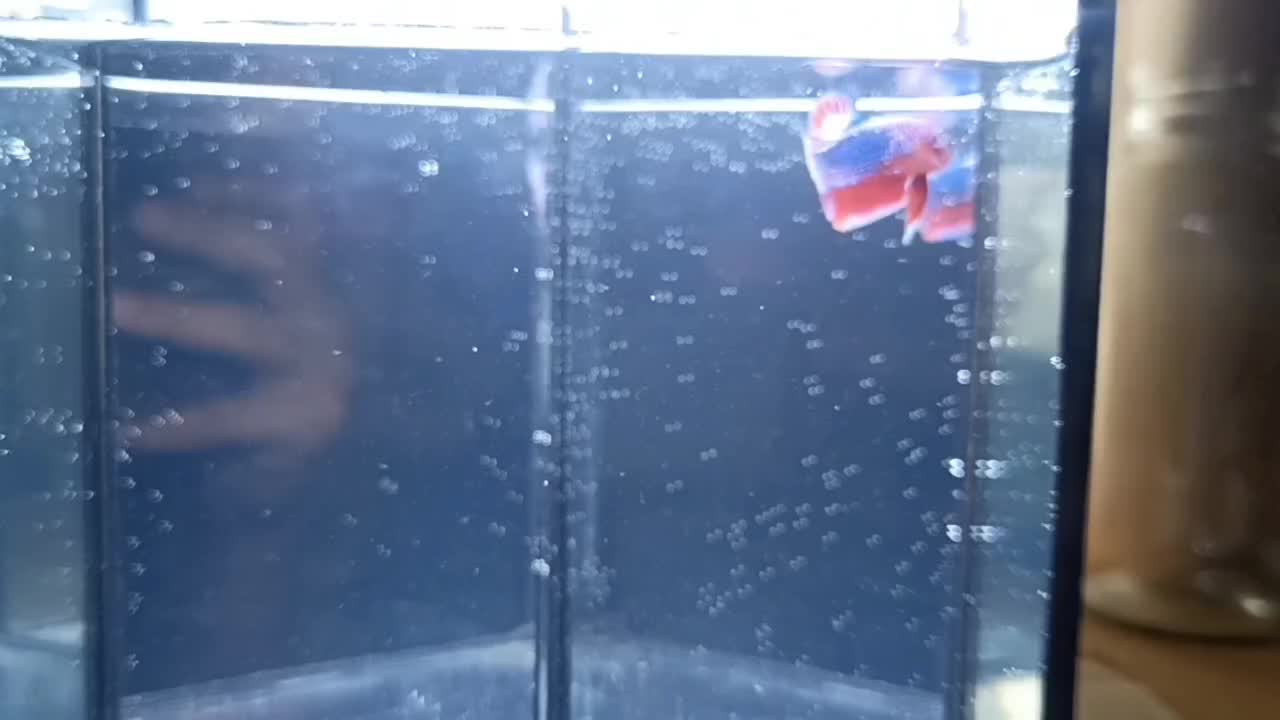 @The Betta-Buddy Shop