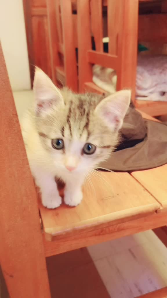 @CookieCats
