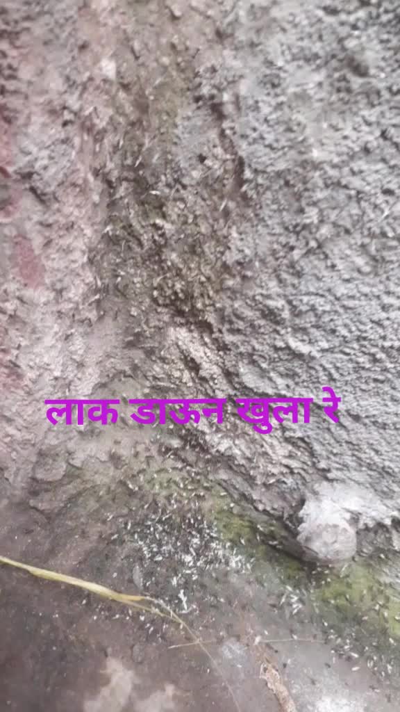 @Ajaygavade9545