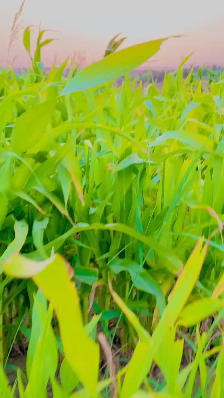 @Abid Ali Sumalani zb