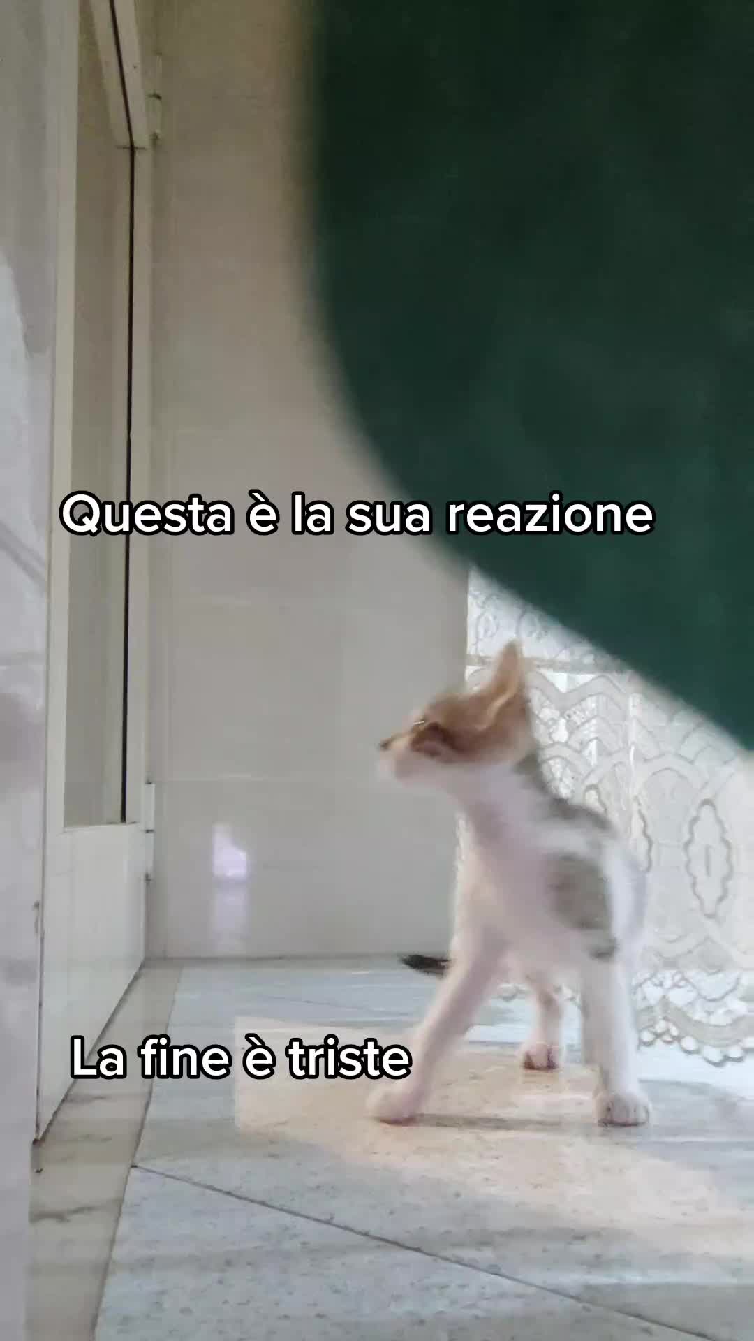@Pasquale Gambuto