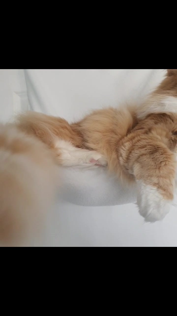@Odintheforestcat