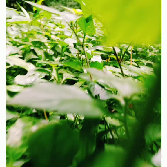 @Ravanan