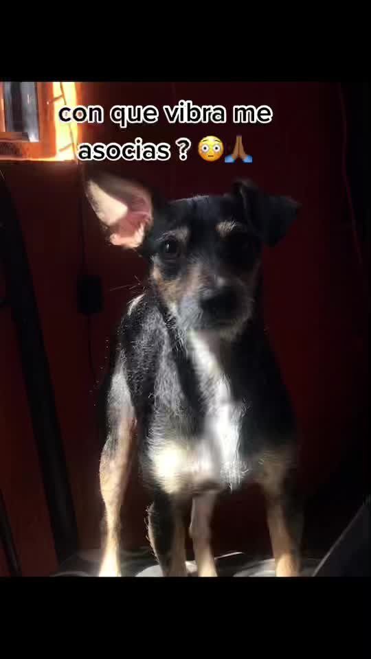 @ari_gato222