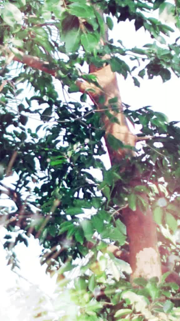 @Mrinal Malik