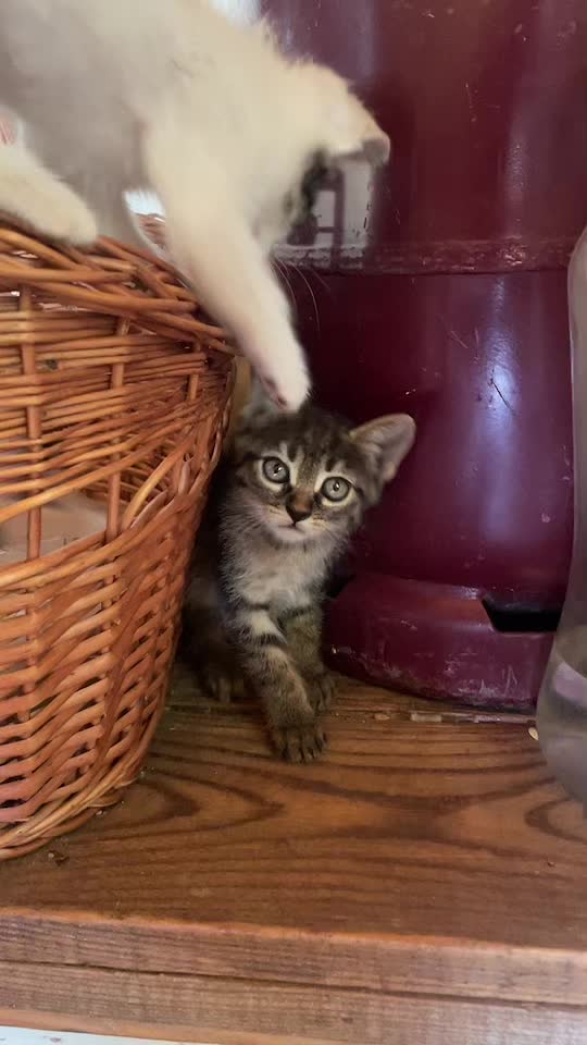 @CuteCat