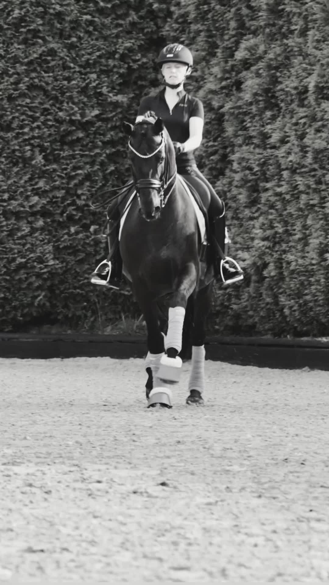 @Schwarze Equestrian