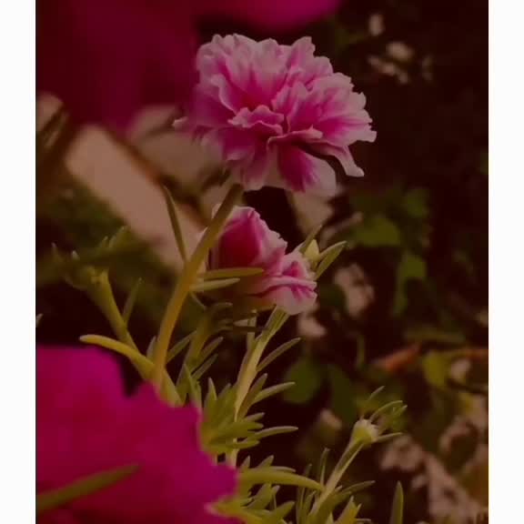 @yadav_gari_ammai💙