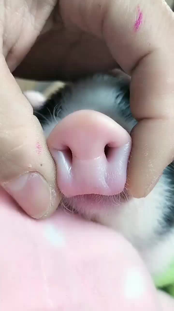 @chenyang