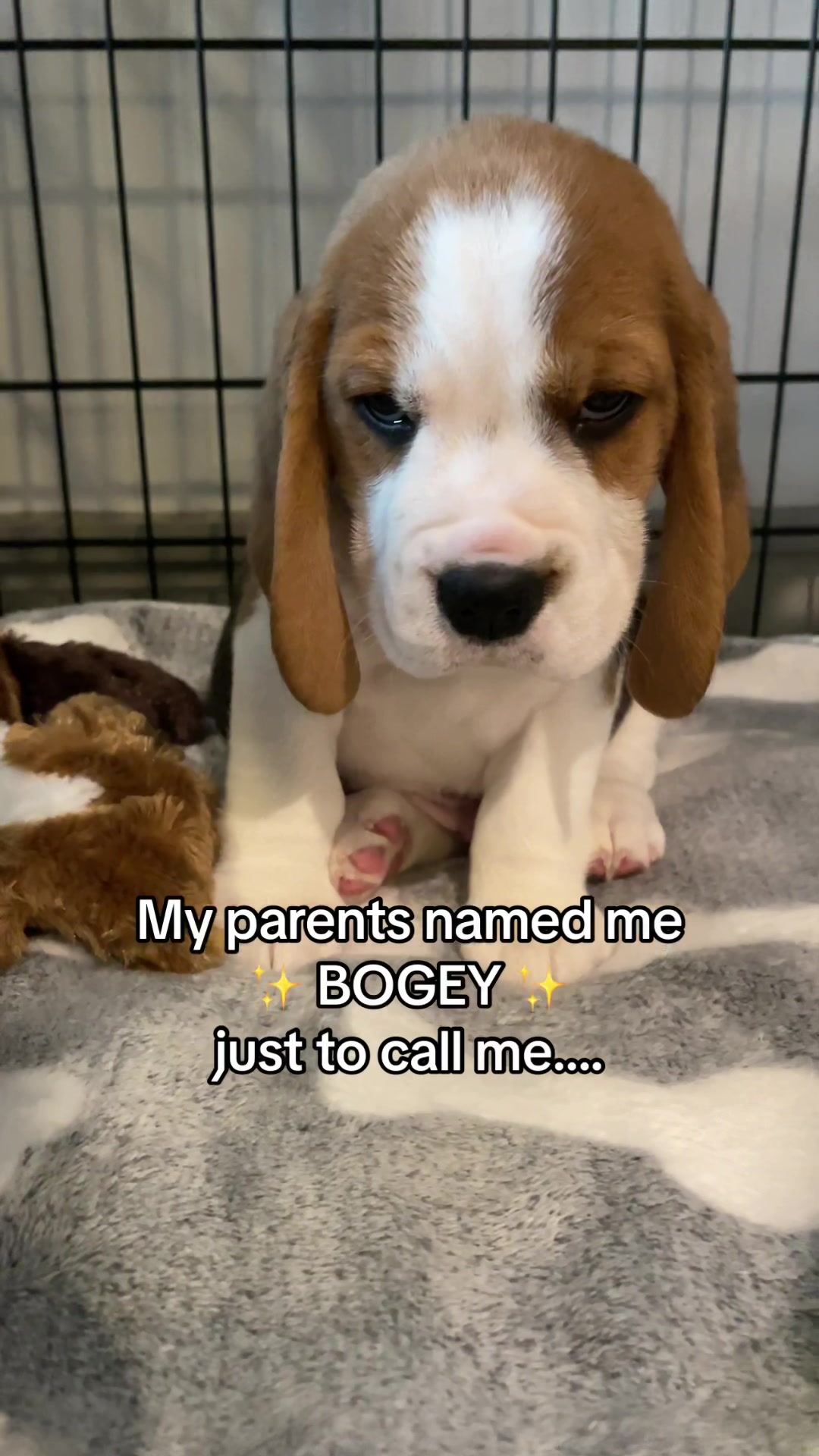 @Bogey the Beagle