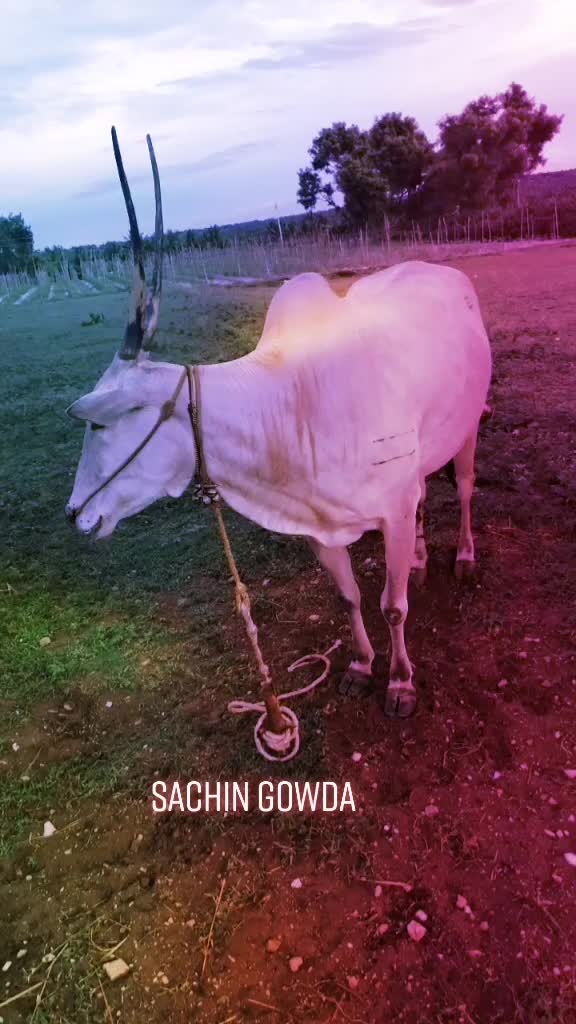 @🐂Sachin8453847757🐂