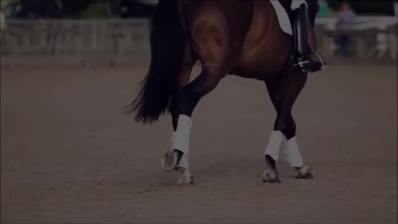 @Horses