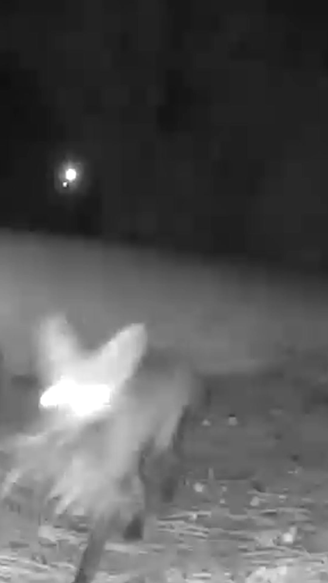@F🦊XSEE👀Footage🎞️