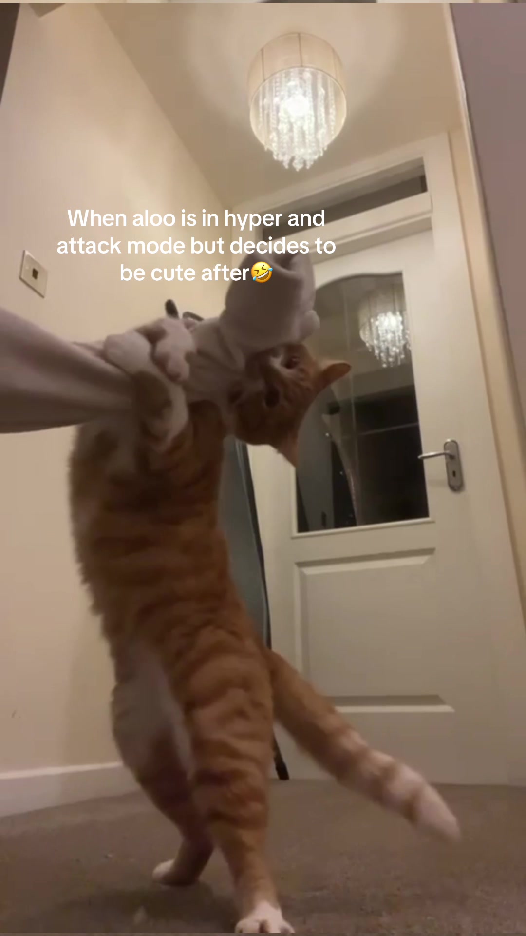 @Aloo The Cat