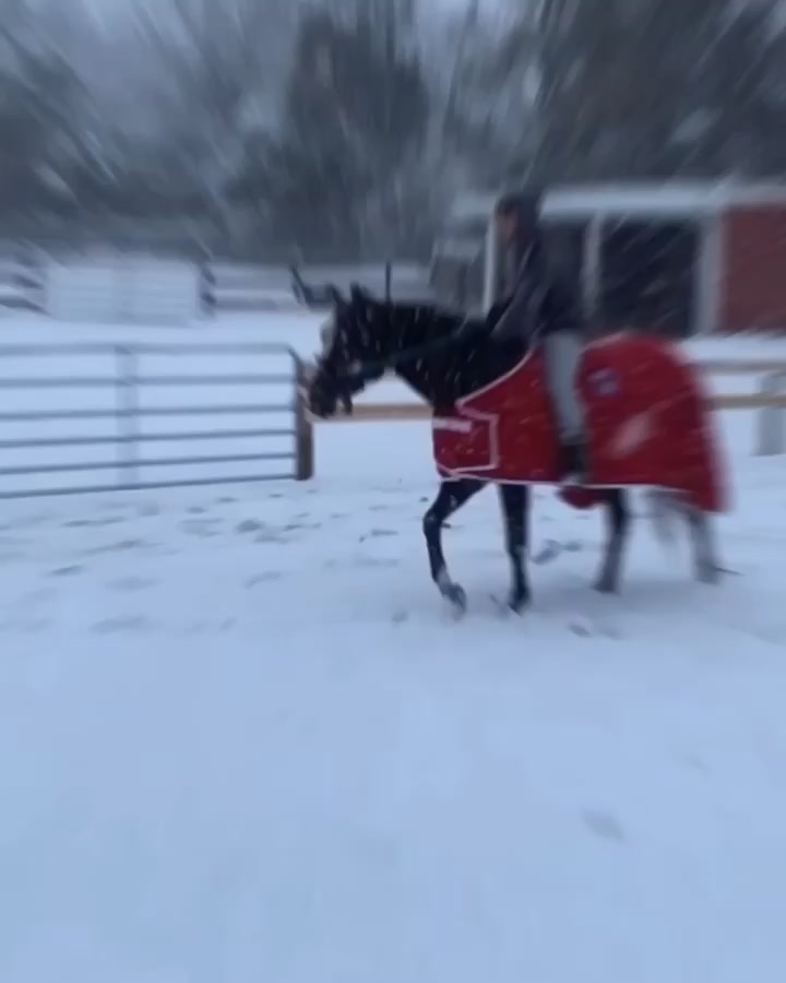 @Equine.blessings