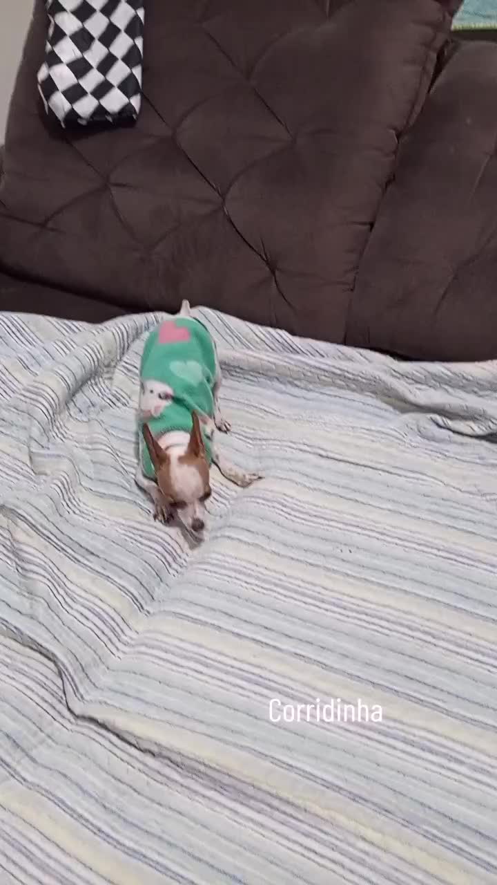 @Lilizinha🐶