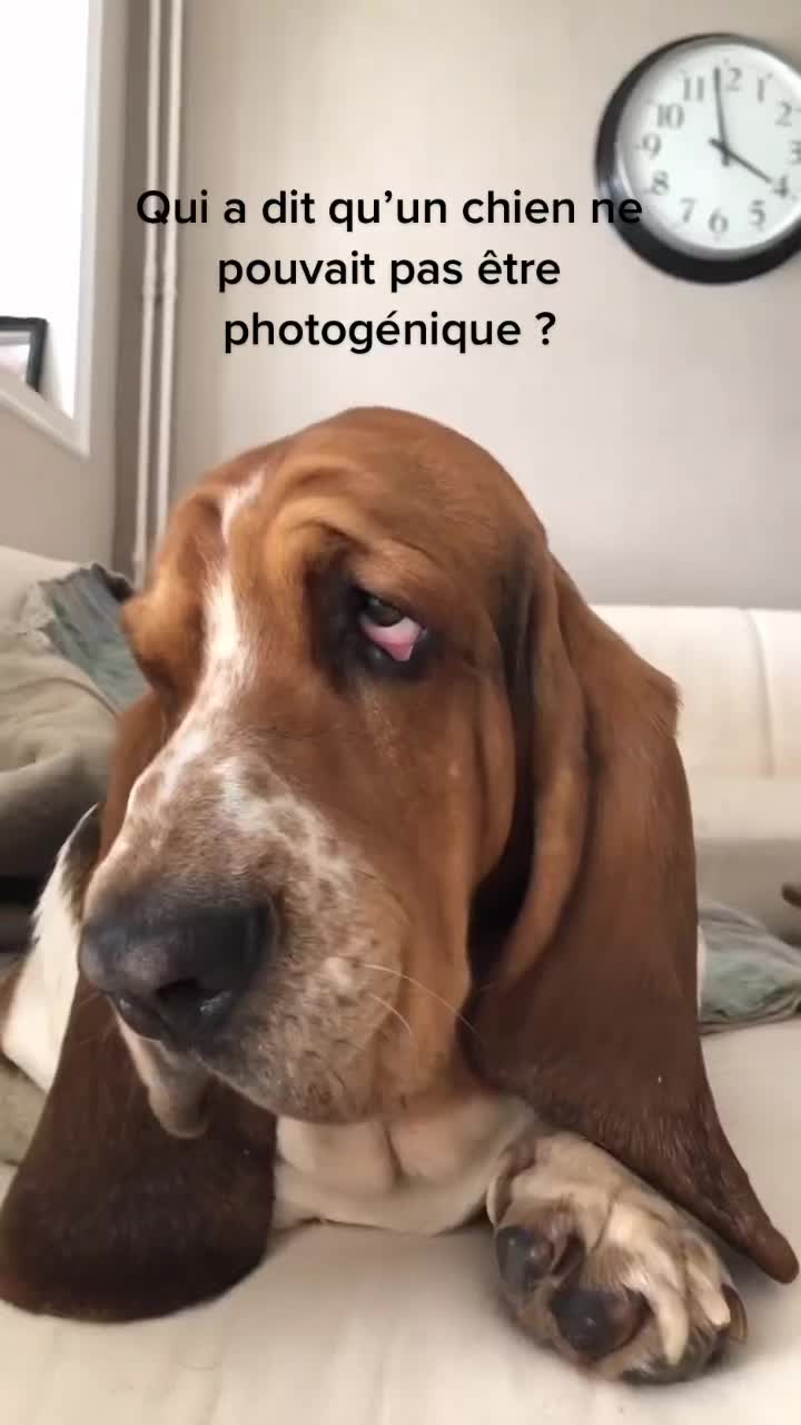 @Olaf le basset hound 🐾