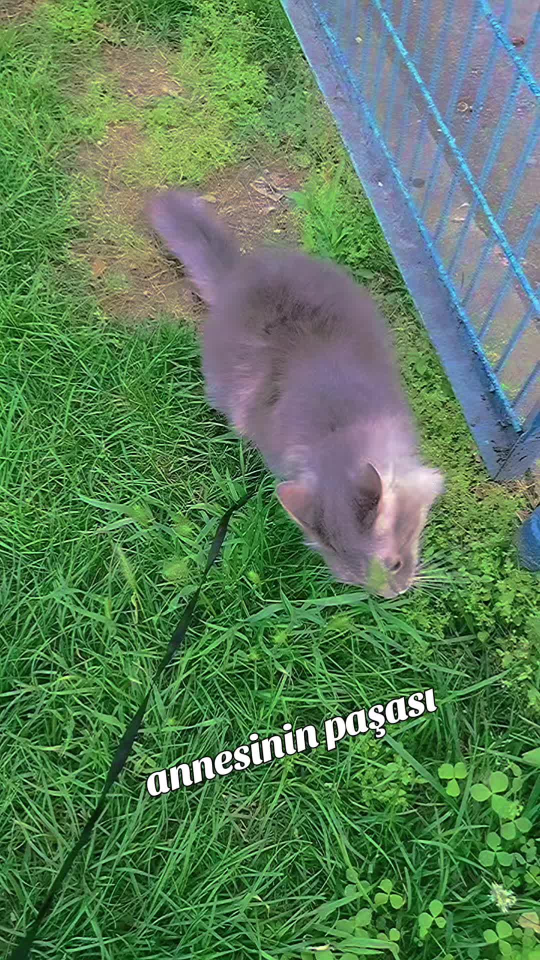 @dumanbey🐈⬛pamukhanım🐈