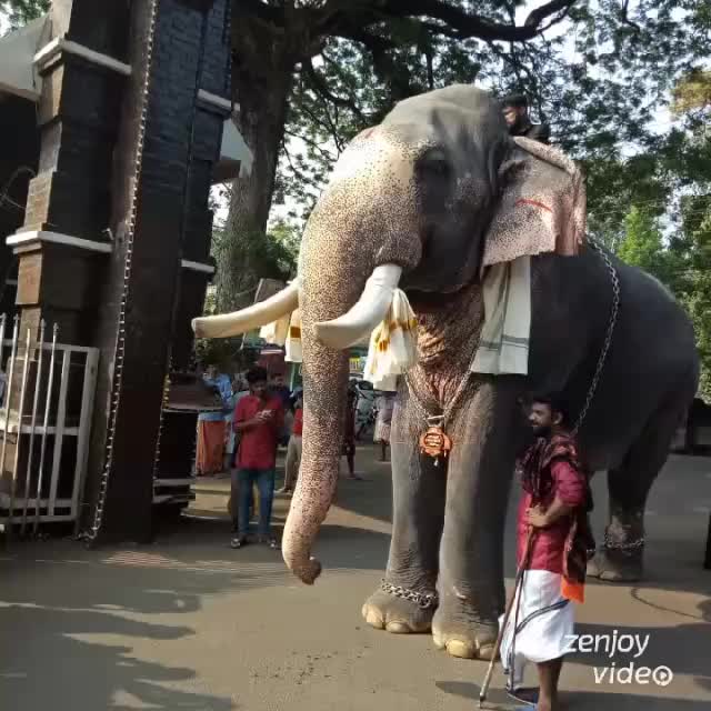 @midhunkattppa