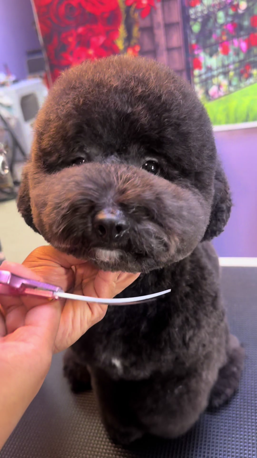 @fusionpetstylez