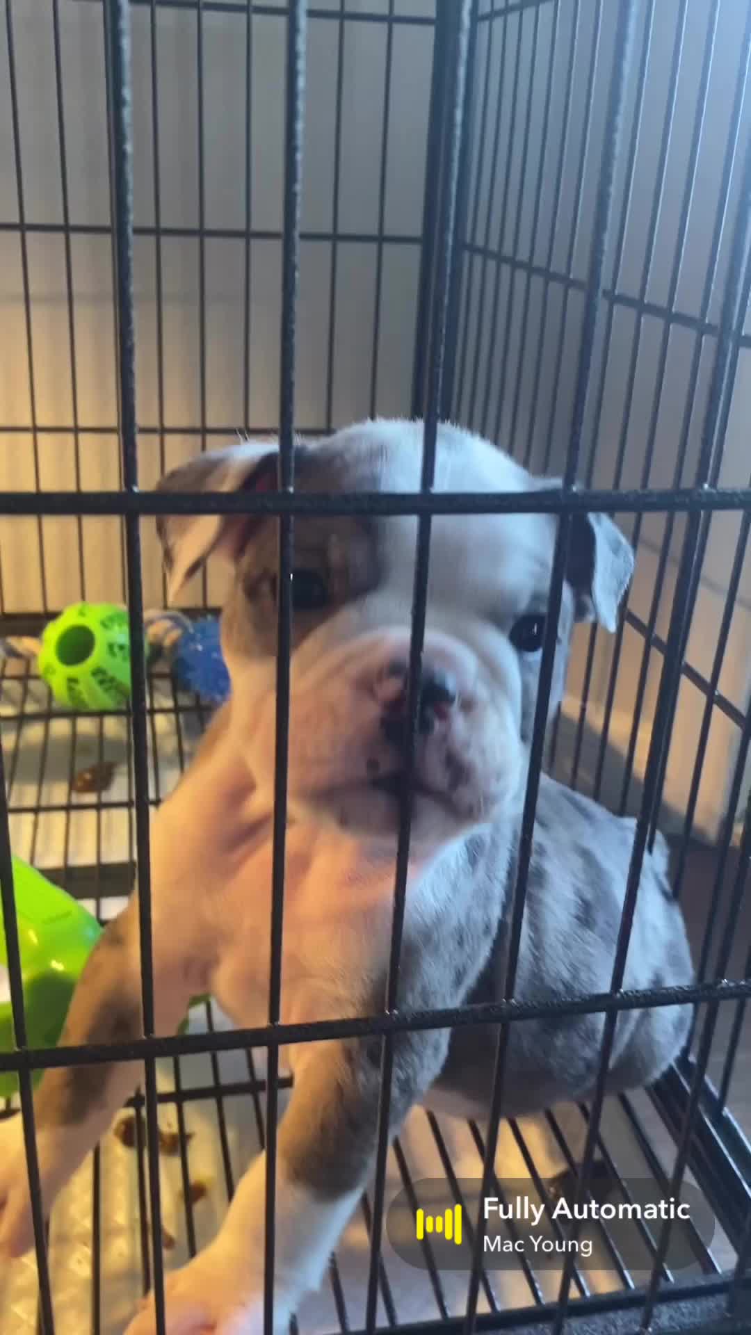 @SATX_BULLDOGZ