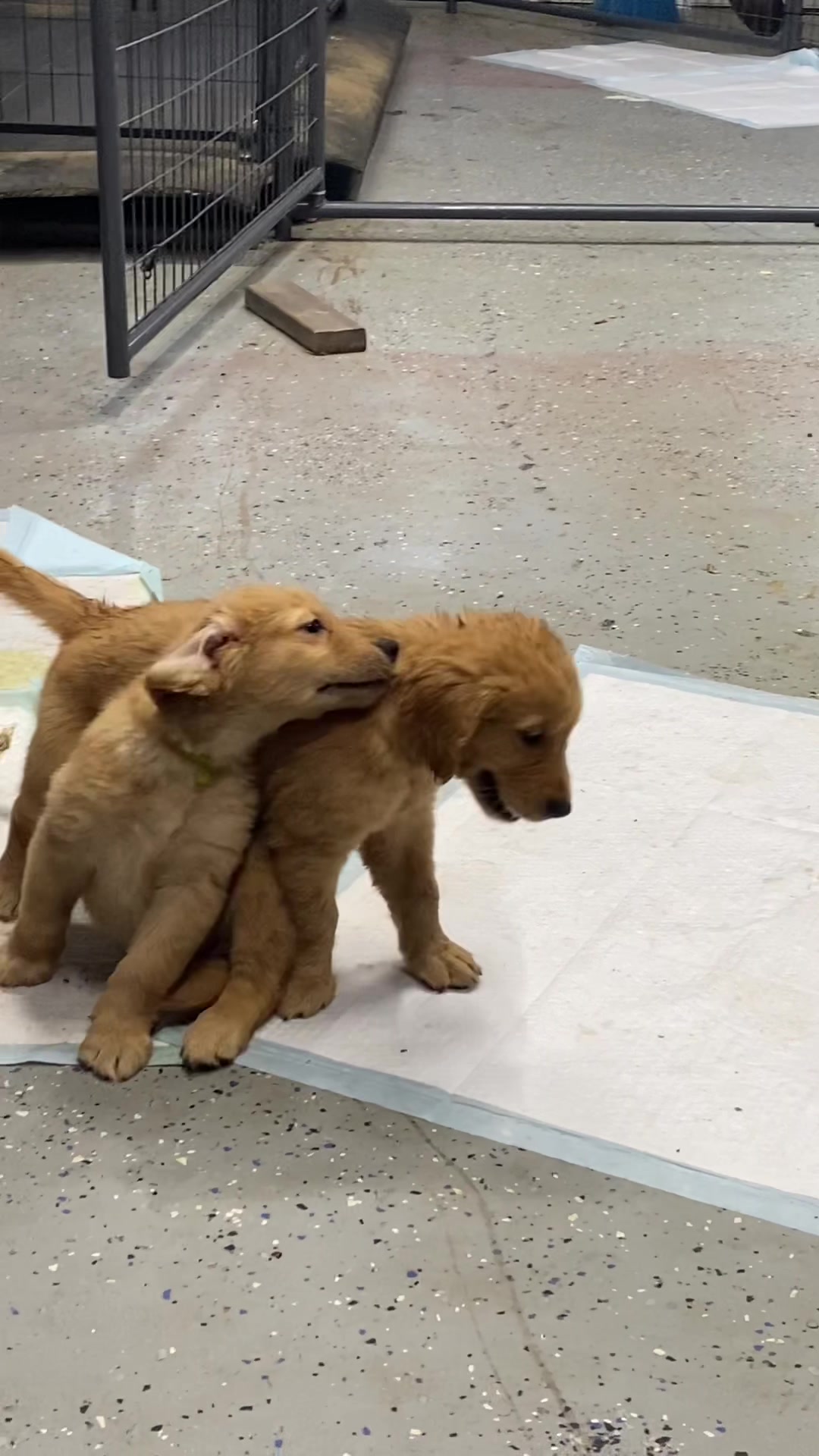 @Family full of goldens