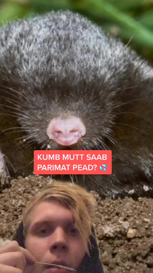 @marps