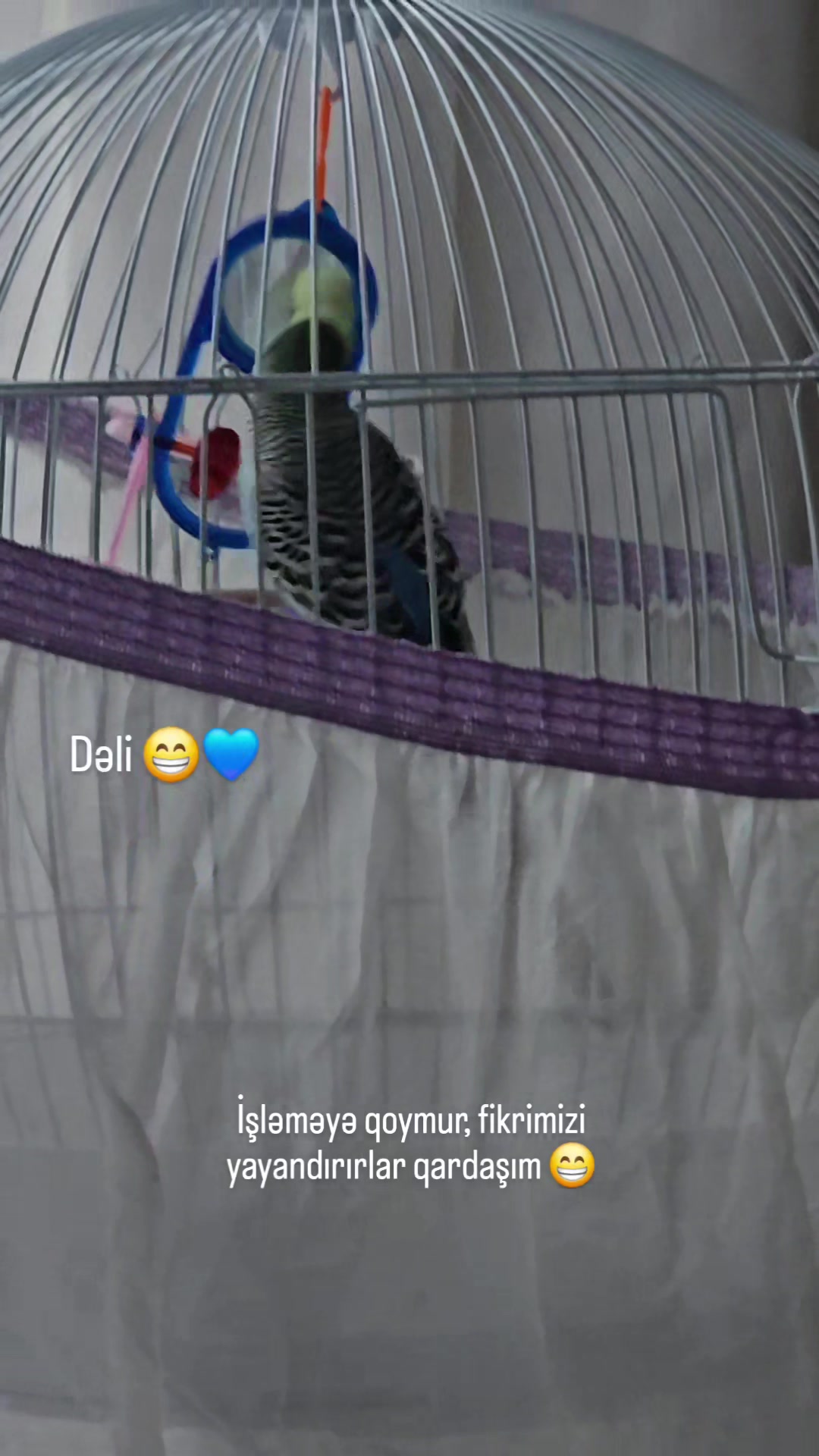@Fidan İslamova